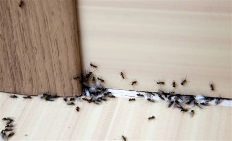 夢到不好的夢要說出來嗎 家中 突然出現很多 小螞蟻